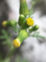 Senecio vulgaris