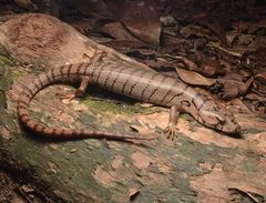 Pink-Tongued Lizard photo 1