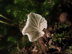 Entoloma exiguum