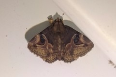 Ommatophora luminosa