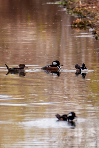 iNaturalist observation photo of Hooded Merganser