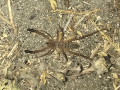 Gluvia dorsalis