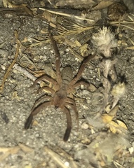 Gluvia dorsalis