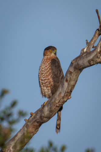 iNaturalist observation photo of Cooper's Hawk