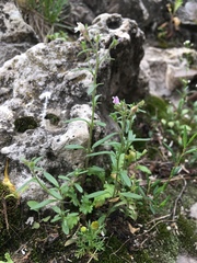 Chaenorhinum minus