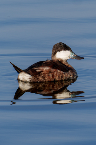 iNaturalist observation photo of Ruddy Duck