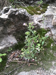 Chaenorhinum minus