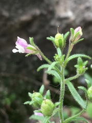 Chaenorhinum minus