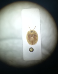 Cassida subreticulata