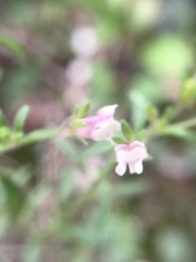 Chaenorhinum minus