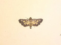 Eurrhyparodes bracteolalis