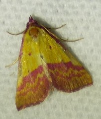 Phytometra rhodarialis