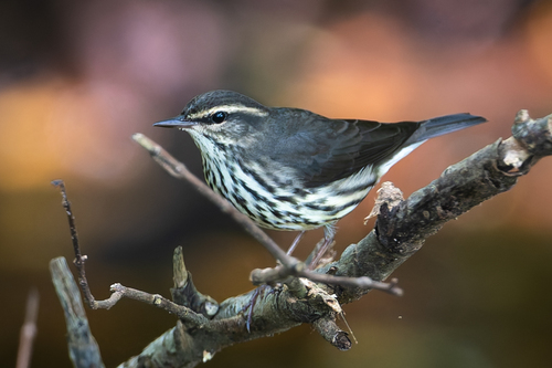 Northern Waterthrush, Corozal District, Belize, photo 7 of 10