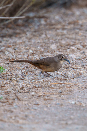 iNaturalist observation photo of California Thrasher