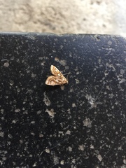 Paracymoriza prodigalis