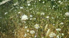 Cephalaria joppensis
