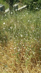 Cephalaria joppensis