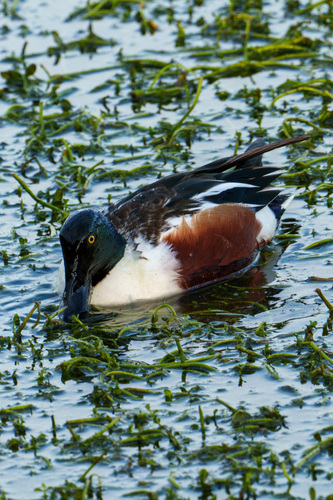 iNaturalist observation photo of Northern Shoveler