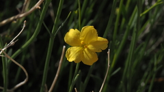 Menodora scabra glabrescens