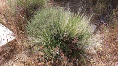 Menodora scabra glabrescens