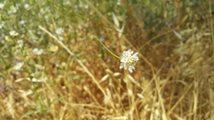 Cephalaria joppensis