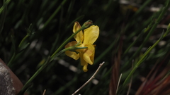 Menodora scabra glabrescens