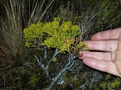 Halocarpus