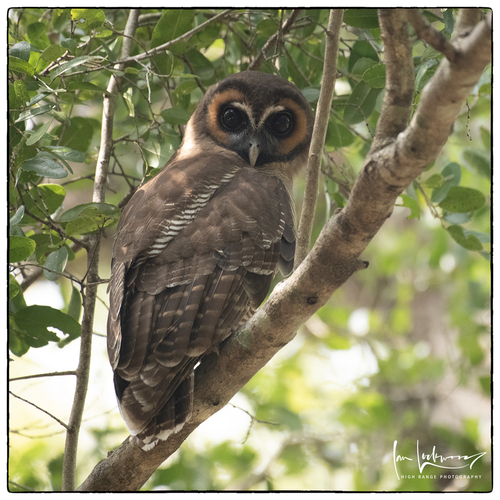 Brown Wood-Owl
