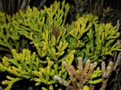 Halocarpus