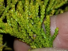 Halocarpus