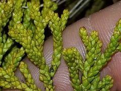 Halocarpus