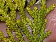 Halocarpus