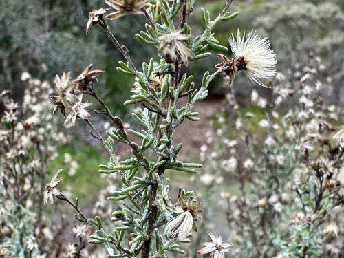 Image of Ericameria ericoides by (c) Henrik Kibak, some rights reserved (CC BY)