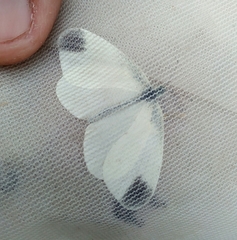 Dismorphiinae