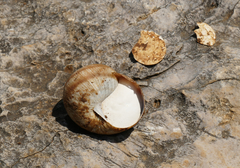 Helix ligata