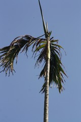 Areca catechu