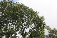 Artocarpus hirsutus