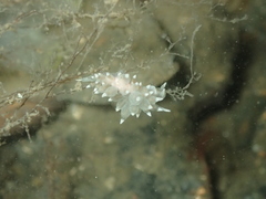 Amphorina linensis