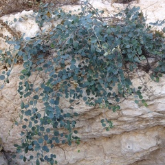 Capparis zoharyi