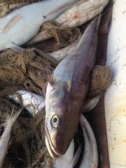 Merluccius merluccius