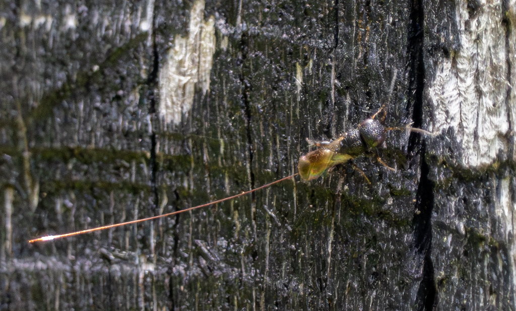 Megalyra lilliputiana