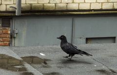 Corvus macrorhynchos