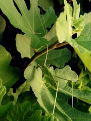 Acrometopa servillea