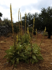 Verbascum macrurum