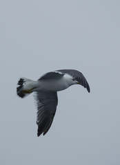 Larus crassirostris