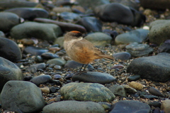 Muscisaxicola capistratus