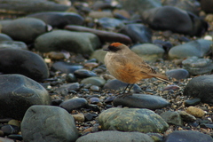 Muscisaxicola capistratus