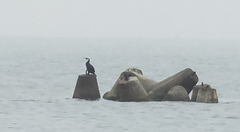 Phalacrocorax capillatus
