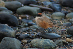 Muscisaxicola capistratus