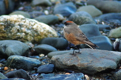 Muscisaxicola capistratus